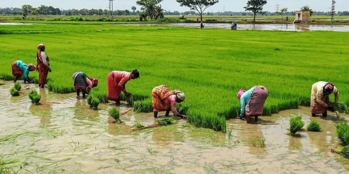 Paddy Farming in India: A Key to Sustainable Agriculture