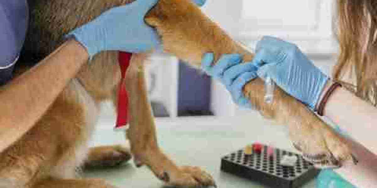 Cat & Dog Ultrasound, X-Ray, and Lab Testing Emergency Veterinary Care Centers