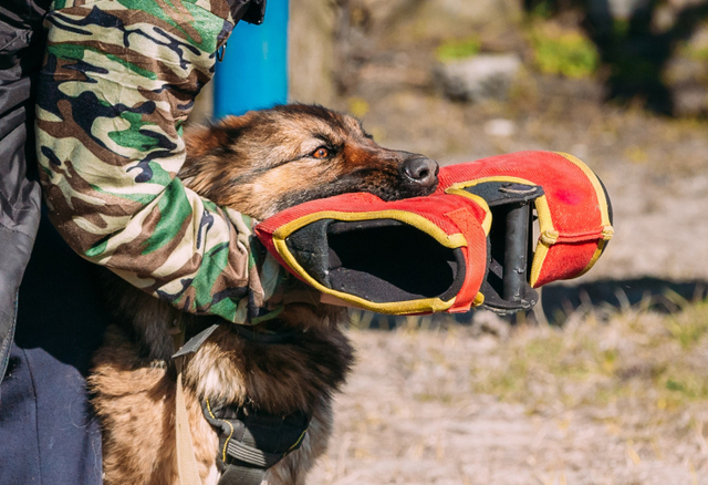 Protective Dog Training: Expert Techniques For Training Protection Dogs | Zupyak