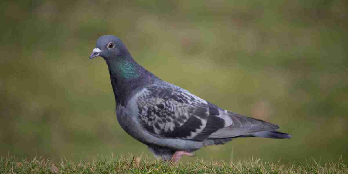 Invisible Grill and Pigeon Net Services: The Ultimate Bird Control Solutions