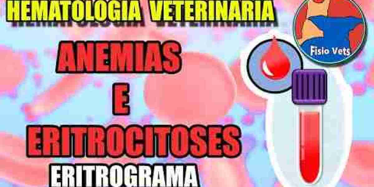 Ultrassom em Cães: O Que Você Precisa Saber Sobre Disponibilidade 24 Horas