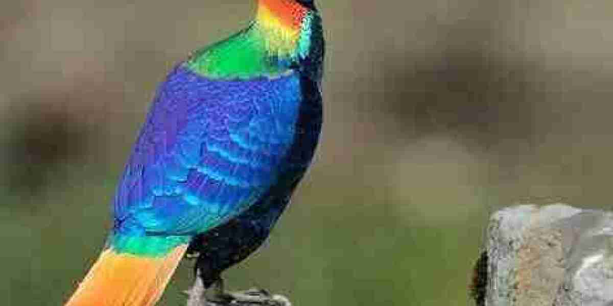 State Bird of Uttarakhand: The Beautiful Himalayan Monal and Its Significance