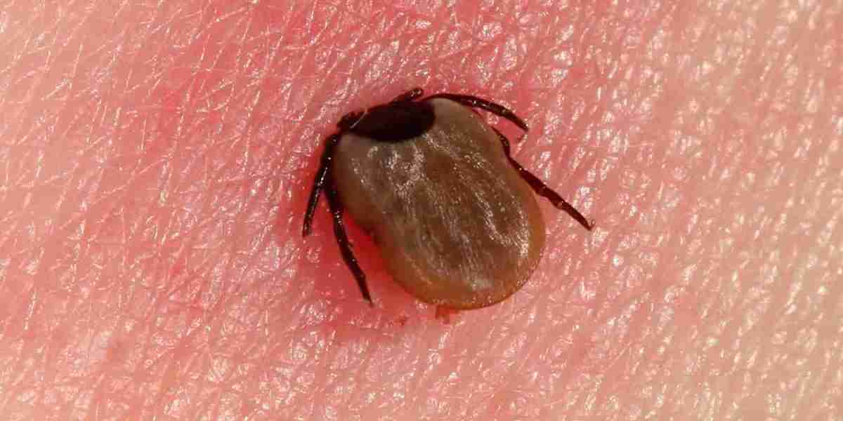 Lyme Disease Market Size, Share, Industry Trends and Forecast 2024-2034