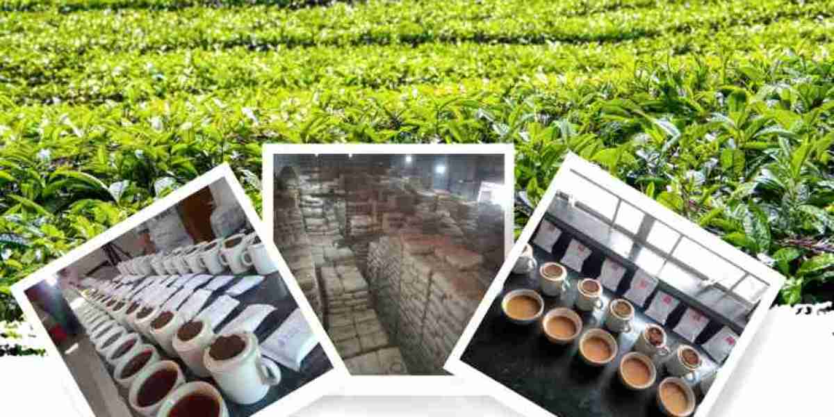 Assam Tea Wholesaler & Supplier – Offering Premium-Quality Loose & CTC Assam Tea for Bulk Orders. Get the Best W