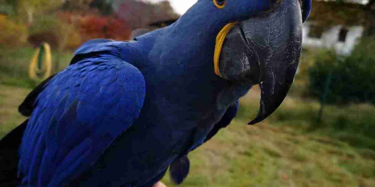 The Price of Blue Macaws: A Comprehensive Guide