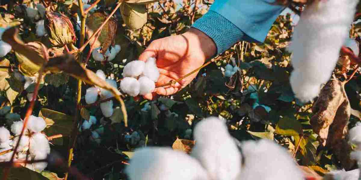 Cotton Cultivation Process: A Step-by-Step Guide