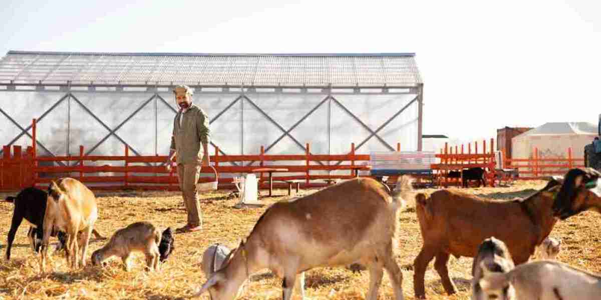 From Chaos to Control: Better Panel Design for Livestock Sorting