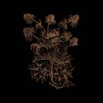 French Sessa Photo Co Profile Picture