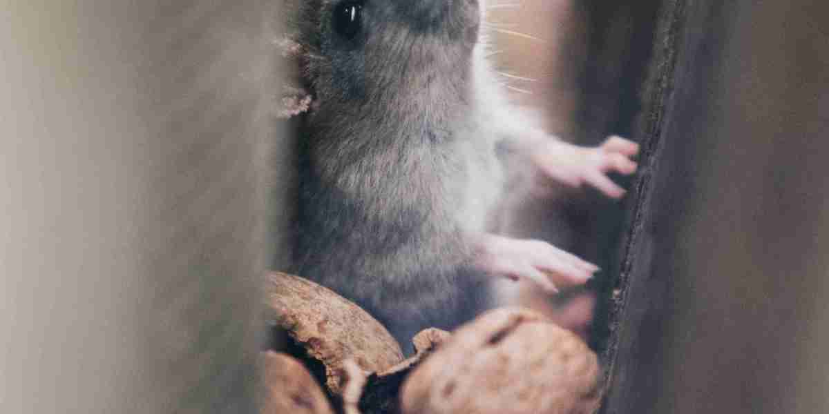 HOW TO KEEP YOUR STORAGE UNIT PEST-FREE