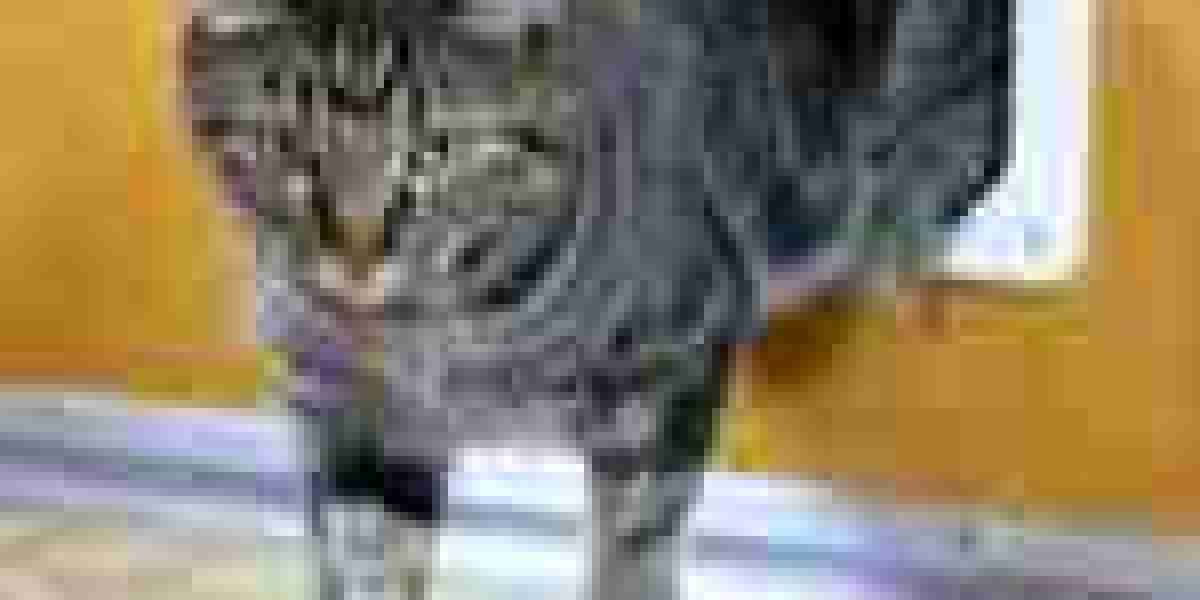 10 Things That Your Family Teach You About Professional Cat Flap Installer